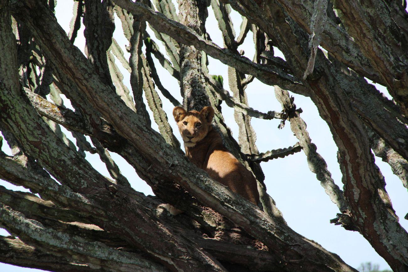 Queen Elizabeth National Park