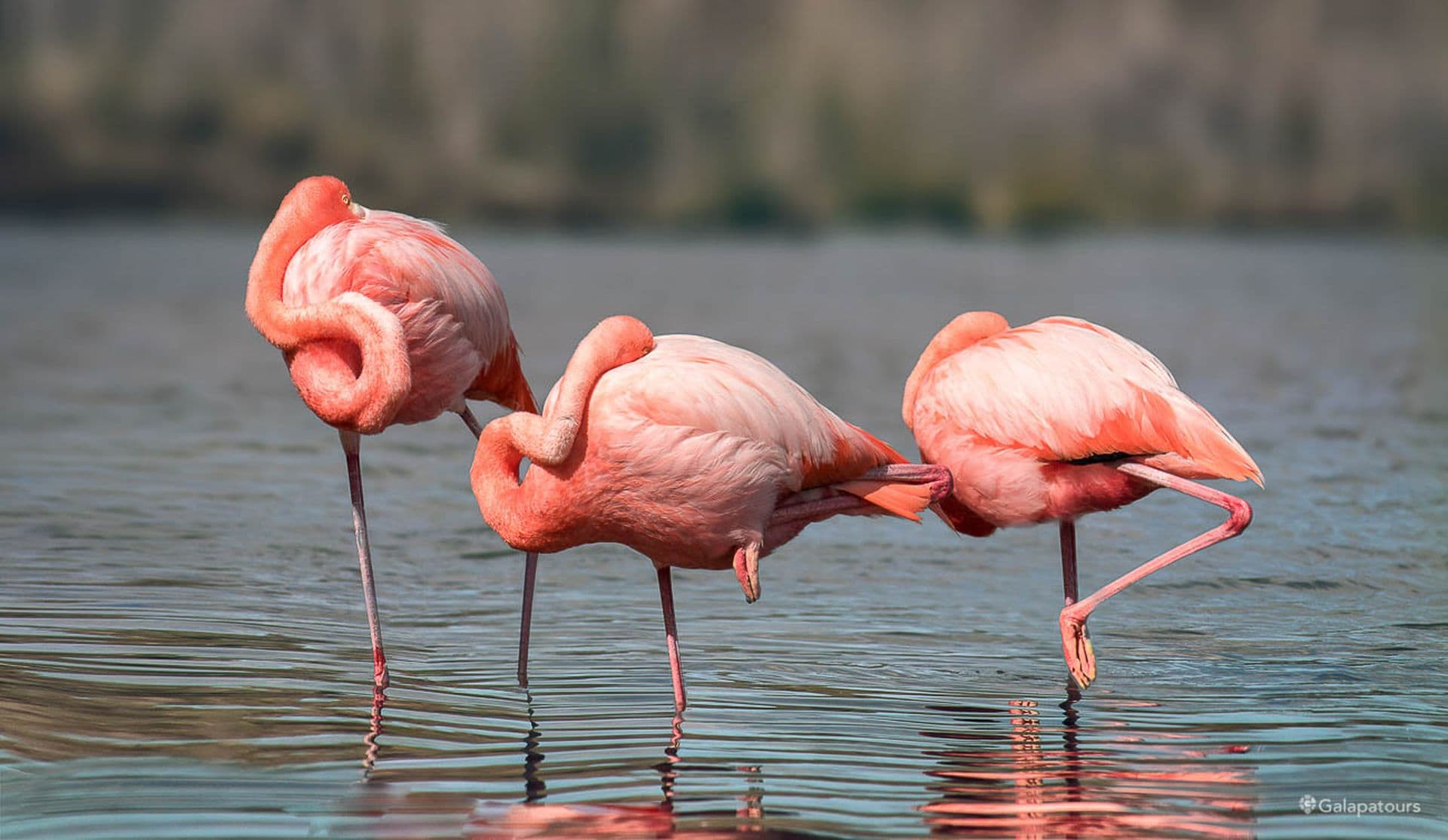 Greater Flamingo