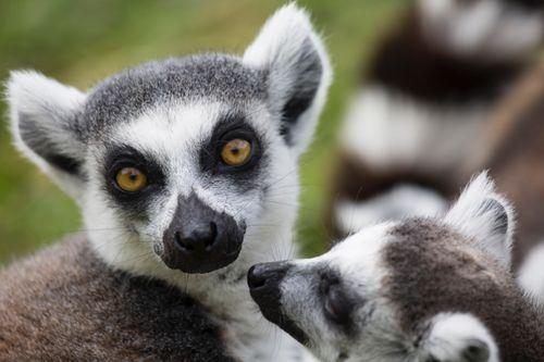 Lemurs Madagascar