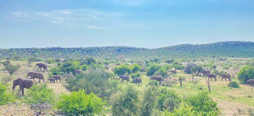 General Botswana General Wildlife Elephants Tuli Block