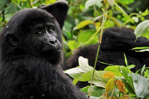 Bwindi Forest Uganda