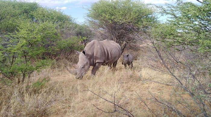 Rhino Waterberg