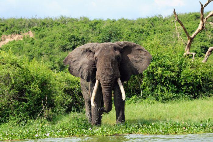 Queen Elizabeth National Park