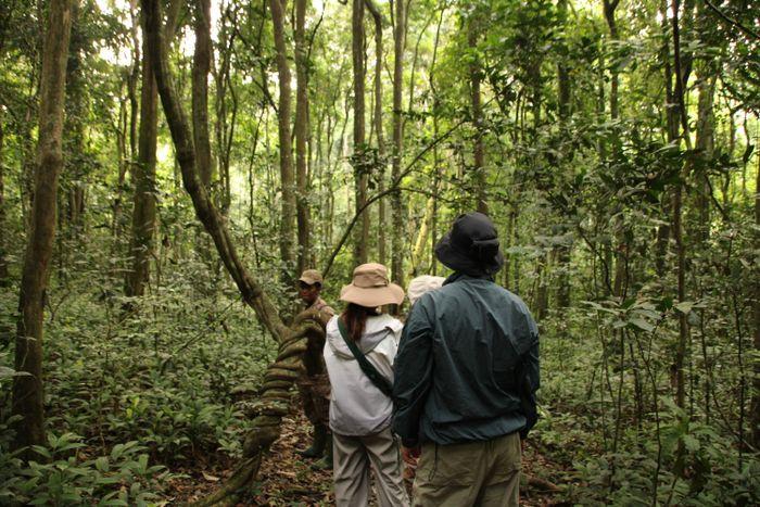 Chimpanzee trekking