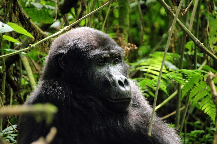 Bwindi National Park