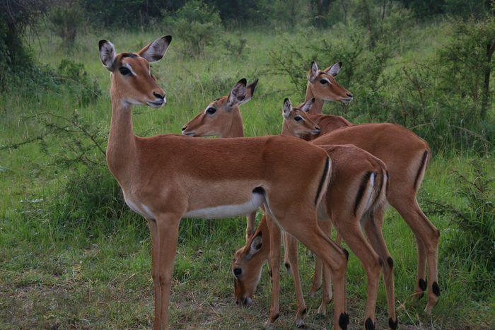 Lake Mburo NP