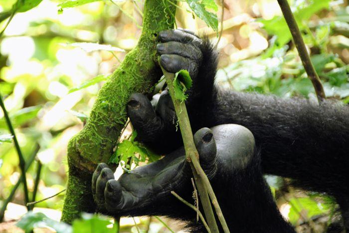 Bwindi National Park